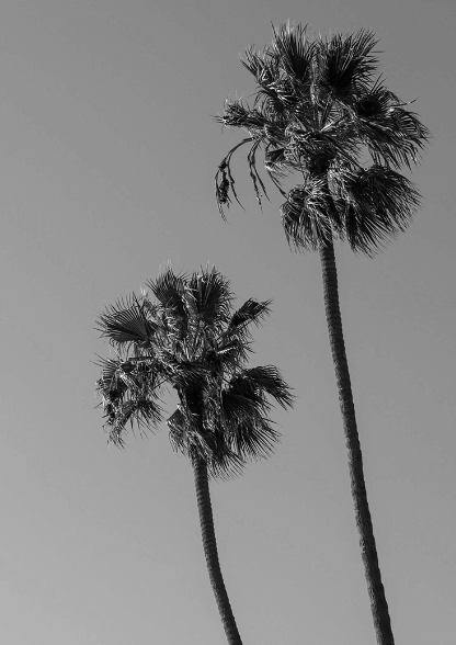 Palm Trees